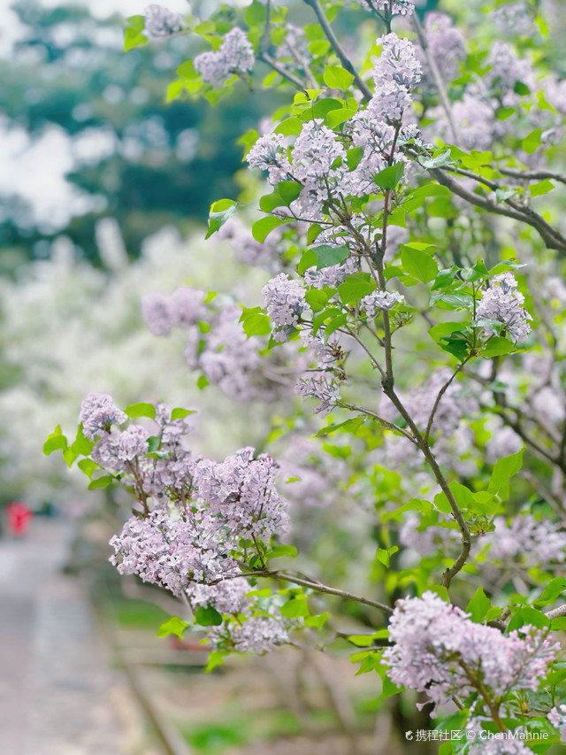 五月丁香色综合久久4438:15-23-24-32-34-40R:35,五月丁香色综合探索之旅,久久之旅的深刻体验(关键词解析 4438: 15-23-24-32-34-40 R,35)
