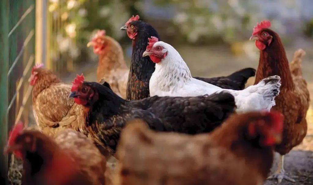 人禽杂交18禁网站免费:11-14-22-26-31-45V：06,关于网络内容与道德伦理的探讨 —— 以人禽杂交等关键词为例