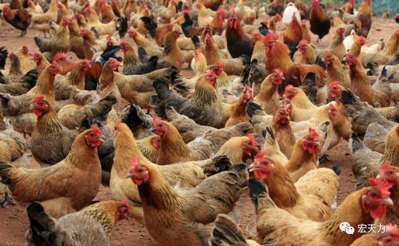 欧美老妇人与禽交:08-13-20-26-37-46Q：11,欧美老妇人与禽类的特殊情感交流，一场跨越年龄与物种的奇异探索（08-13-20-26-37-46Q，11）