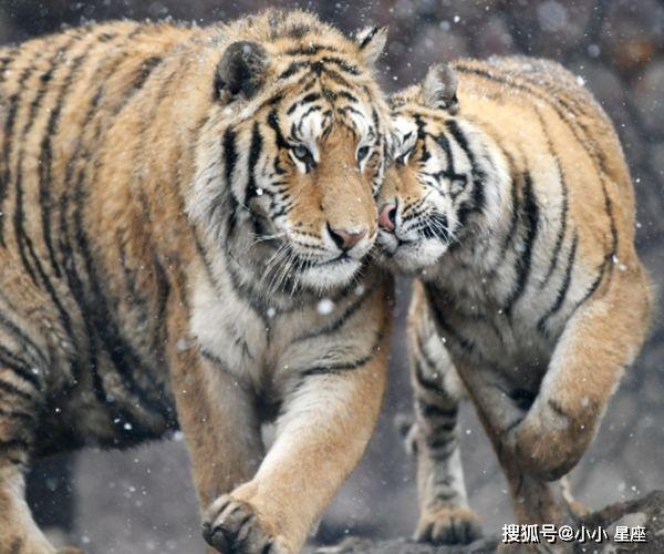 四虎永久在线精品免费A:04-06-09-23-27-38N：47,四虎永久在线精品免费，探索与赏析（关键词，A:04-06-09-23-27-38N，47）