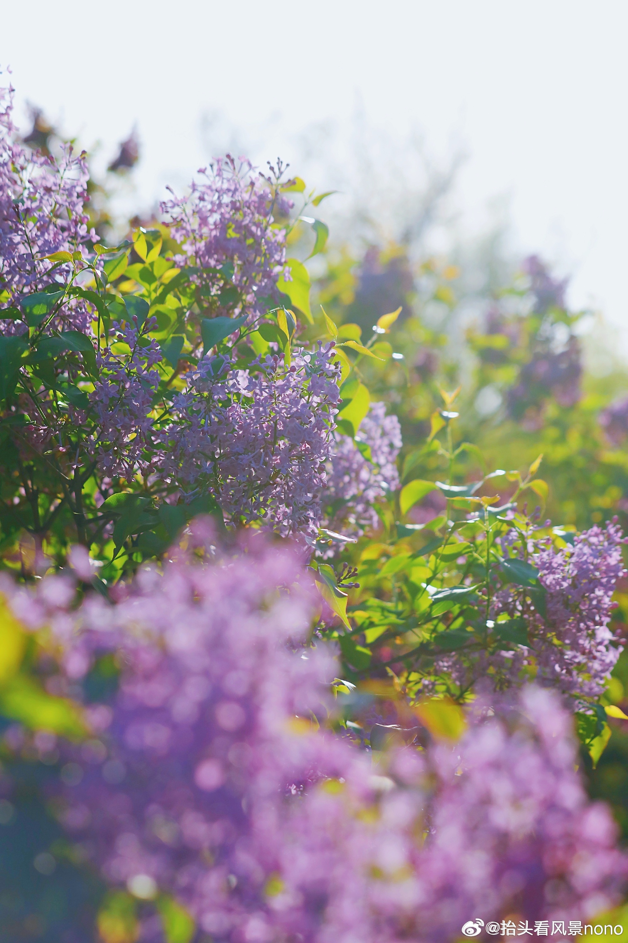 激情综合色五月丁香六月亚洲:14-19-21-35-40-43R:45,激情综合色,五月丁香与六月亚洲的独特魅力(14-45)