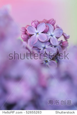 激情综合色五月丁香六月亚洲:14-19-21-35-40-43R:45,激情综合色,五月丁香与六月亚洲的独特魅力(14-45)