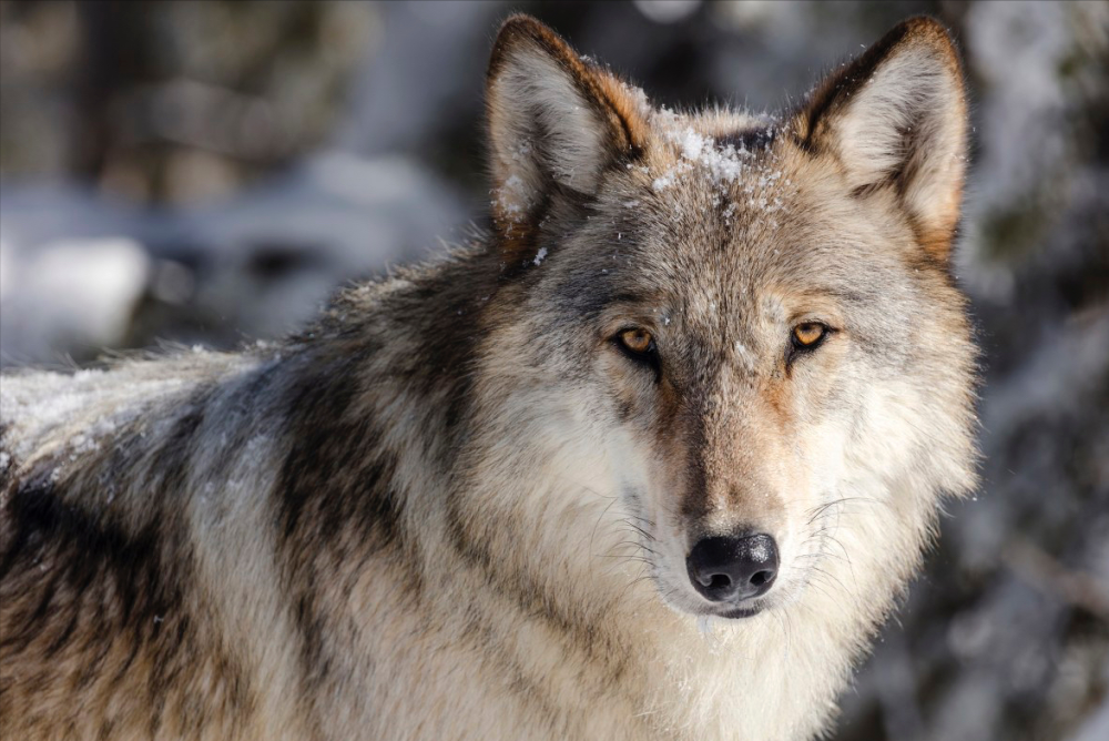 97SE狠狠狠狠狼亚洲综合网:07-12-20-28-34-37Y:41,探索亚洲综合网络,97SE狠狠狠狠狼的独特魅力与深度解析