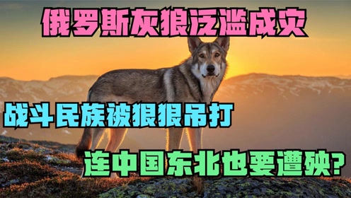 97SE狠狠狠狠狼亚洲综合网:07-12-20-28-34-37Y:41,探索亚洲综合网络,97SE狠狠狠狠狼的独特魅力与深度解析