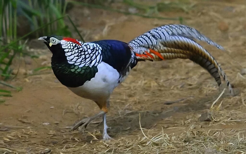 688欧美人禽杂交狂配:05-09-10-16-22-31W：23,探索未知领域，关于688欧美人禽杂交狂配的深度探讨（2023年最新研究）