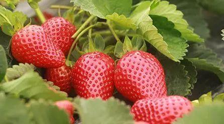 国产草莓精品国产AV片国产:24-26-32-34-35-41M：04,探索国产草莓精品与本土AV文化，深度解析国产影视产业的新视界