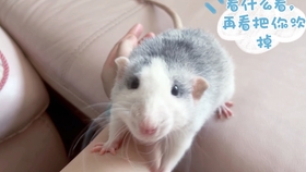 日日拍夜夜嗷嗷叫|日日摸:06-07-24-31-34-49S:49,探索日日拍夜夜叫的秘密,深度解析一种文化现象