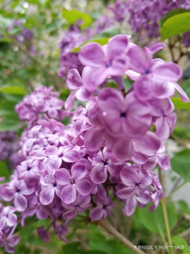 狠狠色丁香久久婷婷综合五月:04-06-24-27-29-46T：16,五月风情，狠狠色丁香与婷婷的综合之美