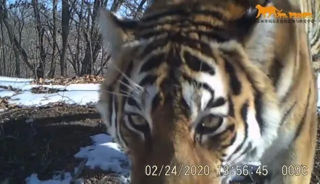 四虎永久在线精品免费观看视频:07-16-19-36-37-45L:20,四虎永久在线精品免费观看视频,探索优质内容的无界共享