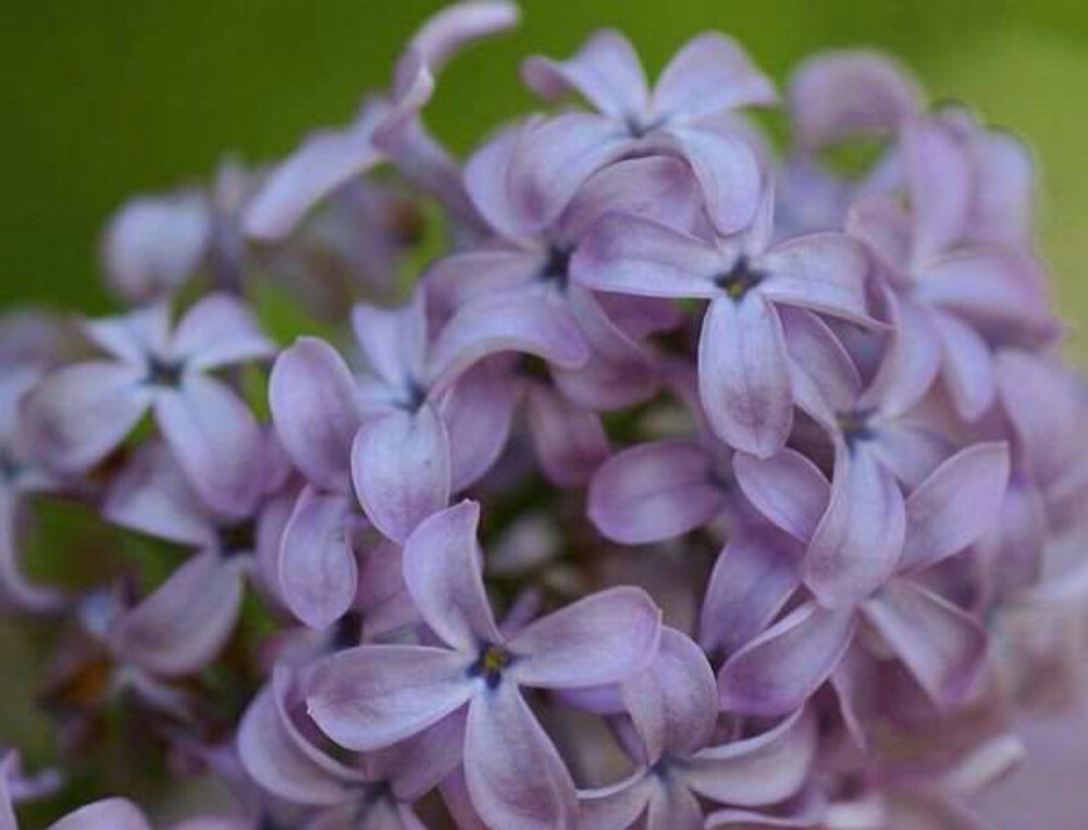 久久婷婷综合色丁香五月:09-15-22-25-38-46Q：09,久久婷婷与五月的综合色丁香，一场色彩与情感的交织之旅（09-15-22-25-38-46）