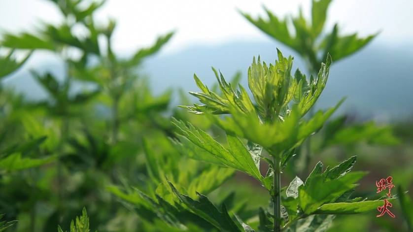 2025年4月4日 第9页