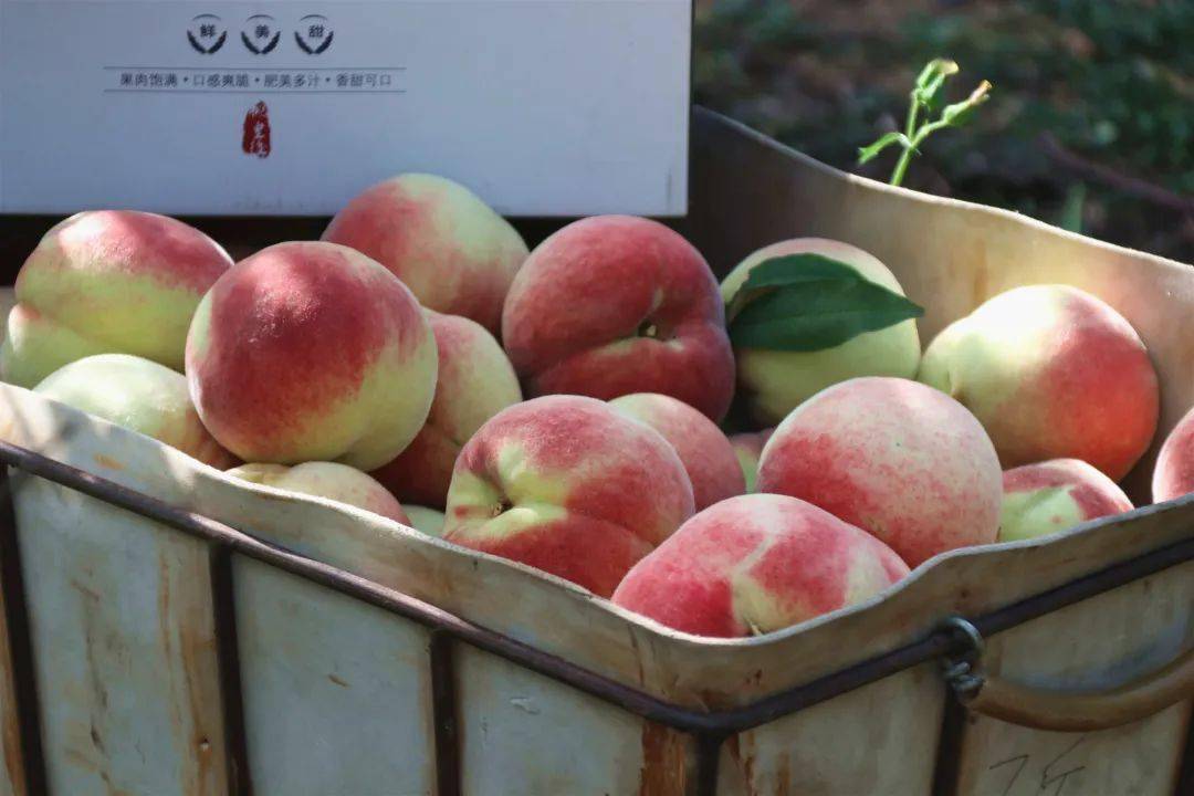 99久久99久久免费精品蜜桃:05-09-19-25-43-48M：05,探索蜜桃世界的奥秘，免费精品蜜桃与数字之旅