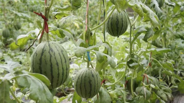 国产99久久亚洲综合精品西瓜TV:01-09-10-34-41-47U：31,国产99久久亚洲综合精品西瓜TV，探索优质内容的无限可能