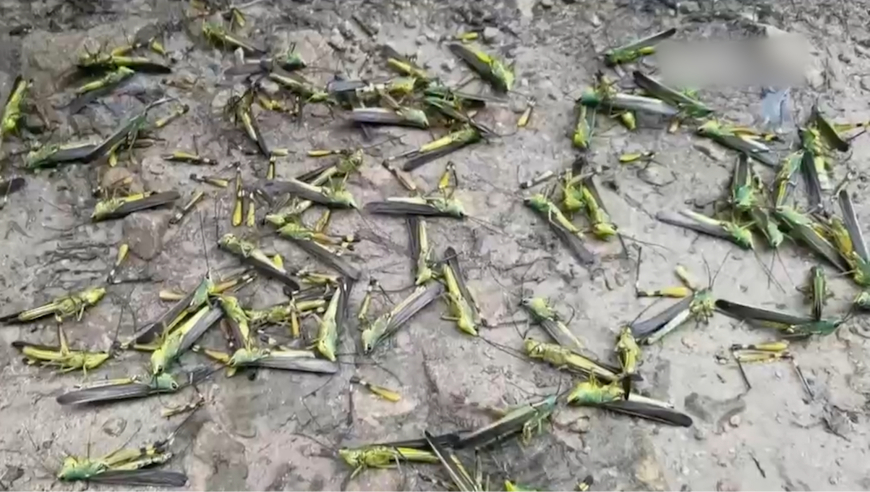 日韩精品无码一区二区忘忧草:01-18-28-43-45-47V：42,日韩精品探索之旅，一区二区的忘忧草风情