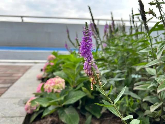 国产成人综合野草:20-32-37-38-44-49P:10,国产成人综合野草,探索与欣赏