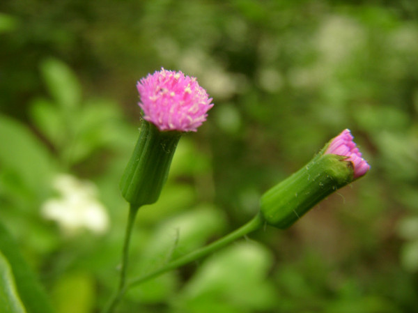 国产成人综合野草:20-32-37-38-44-49P:10,国产成人综合野草,探索与欣赏