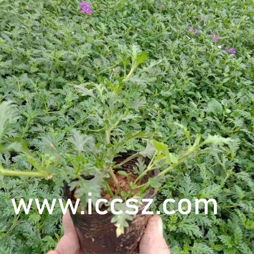 精品丝袜国产自在线拍AV:07-21-23-27-30-48V：17,精品丝袜国产自在线拍AV的魅力与探索