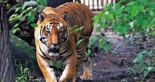 四虎成人精品国产永久免费无码:02-12-18-38-41-49H：23,探索四虎成人精品国产文化，永久免费无码资源的深度解析（02-12-18-38-41-49H）