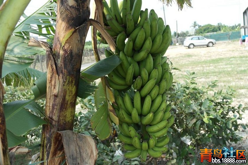 97精品伊人久久大香线蕉:14-20-21-25-38-46L:01,关于97精品伊人久久大香线蕉的探讨