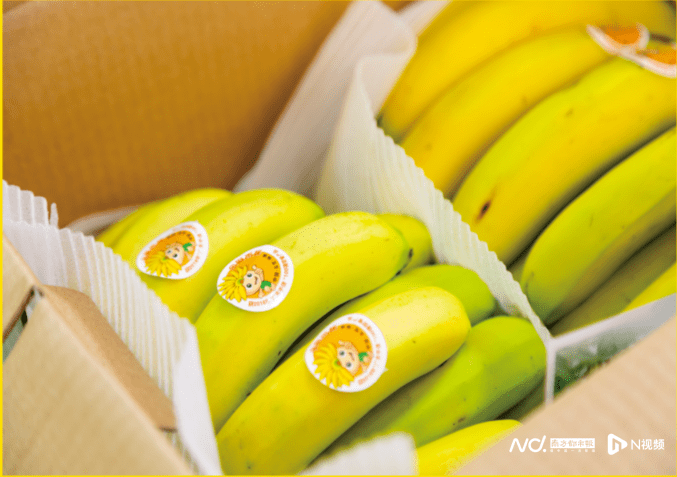 国产香蕉97碰碰久久人人:02-25-32-35-36-49N：29,探索国产香蕉的魅力，一场关于97碰碰与久久人人的奇妙旅程