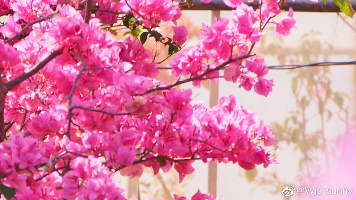 丁香五月综合久久激情:05-16-26-32-45-47T：06,丁香五月综合久久激情，绽放的激情与生命的韵律