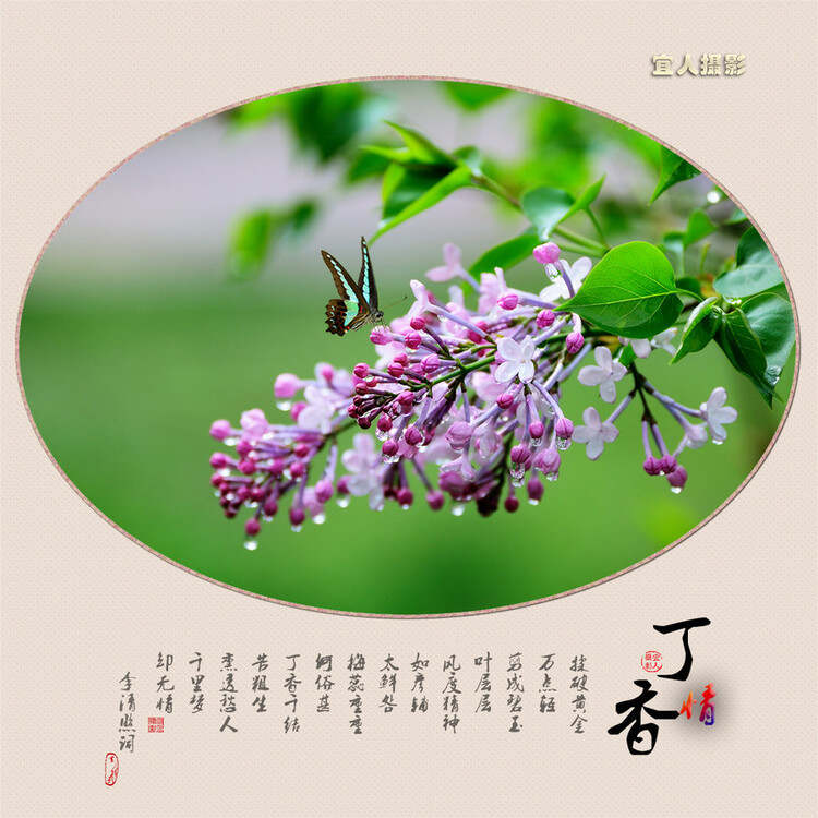 婷婷丁香五月中文字幕:04-09-18-22-34-47J：16,婷婷丁香五月，绽放的美丽与诗意时光