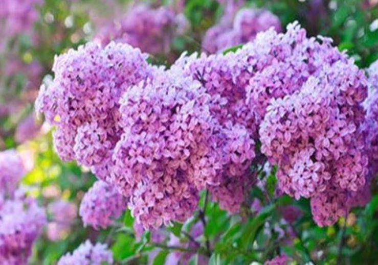 亚洲丁香婷婷综合久久:01-15-20-25-27-29K:40,亚洲丁香婷婷综合探索之旅,一段跨越时空的奇妙之旅(01-15-20-25-27-29K与40的交汇)