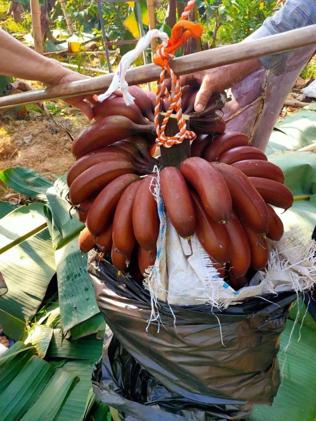 伊人久久大香线蕉精品:11-21-30-40-41-47V：25,伊人久久大香线蕉精品，探索独特韵味与品质之路