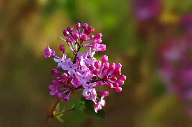 久久婷婷五月综合色丁香:11-13-36-40-42-46G：28,久久婷婷与五月的综合色丁香，一场视觉与情感的盛宴