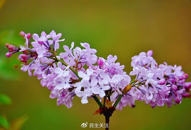 亚洲爱婷婷色婷婷丁香五月:12-18-24-30-31-45B：41,亚洲爱婷婷色婷婷丁香五月，绽放的美丽与文化的交融