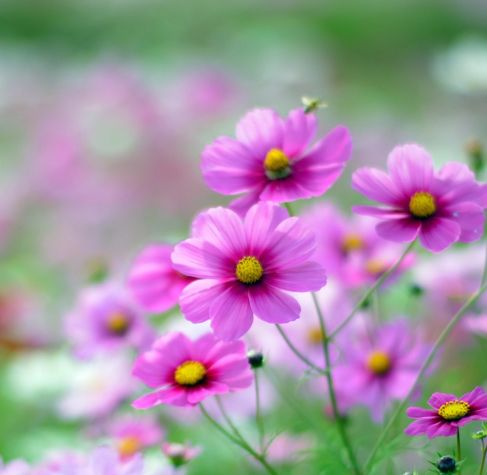 亚洲人成无码网站在线观看野花:01-04-05-11-26-31D：09,亚洲人的文化探索与在线观看体验，野花之美