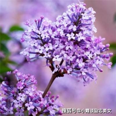 久久五月丁香激情综合:04-06-14-33-35-42M：38,久久五月丁香激情综合，一场独特的数字与情感的交响