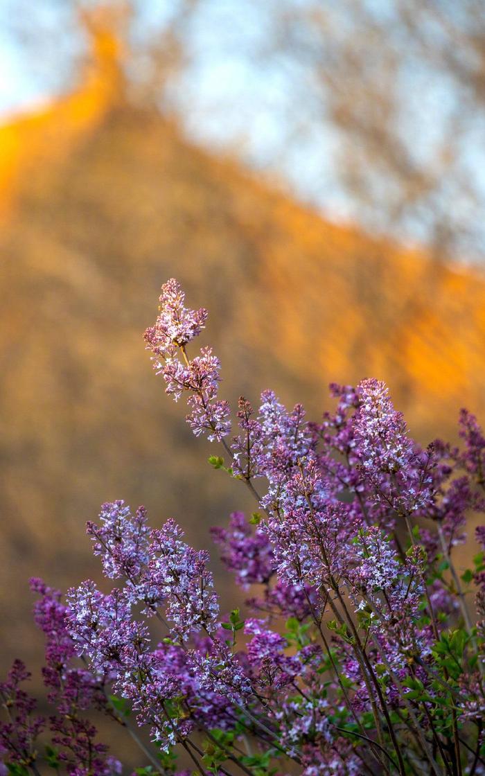 久久伊人五月丁香狠狠色:09-11-20-26-27-43N：01,久久伊人五月丁香，一场关于色彩与情感的深度探索之旅