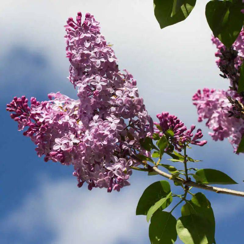 久久伊人五月丁香狠狠色:09-11-20-26-27-43N:01,久久伊人五月丁香,一场关于色彩与情感的深度探索之旅