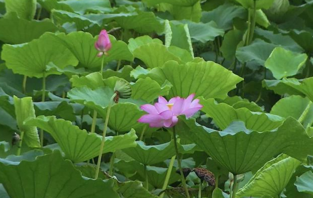 一本久道综合色婷婷五月:24-25-26-46-47-48Q：14,一本久道综合色婷婷五月，探索未知与心灵的旅程