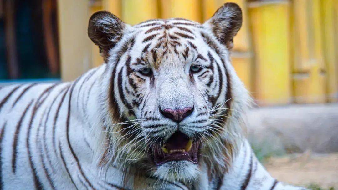 四虎国产成人永久精品免费:06-12-37-42-45-49V:33,四虎国产成人永久精品免费,探索优质内容的无限可能