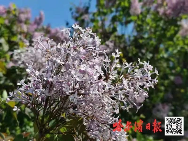 五月丁香六月综合缴清无码:01-02-16-29-41-47N:18,五月丁香与六月综合缴清,探索无码世界的奥秘与数字序列的魅力