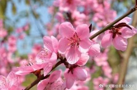 色综合久久久久综合一本到桃花网:05-09-10-16-22-31W:23,探索色综合文化,从久久到桃花网的发展之路