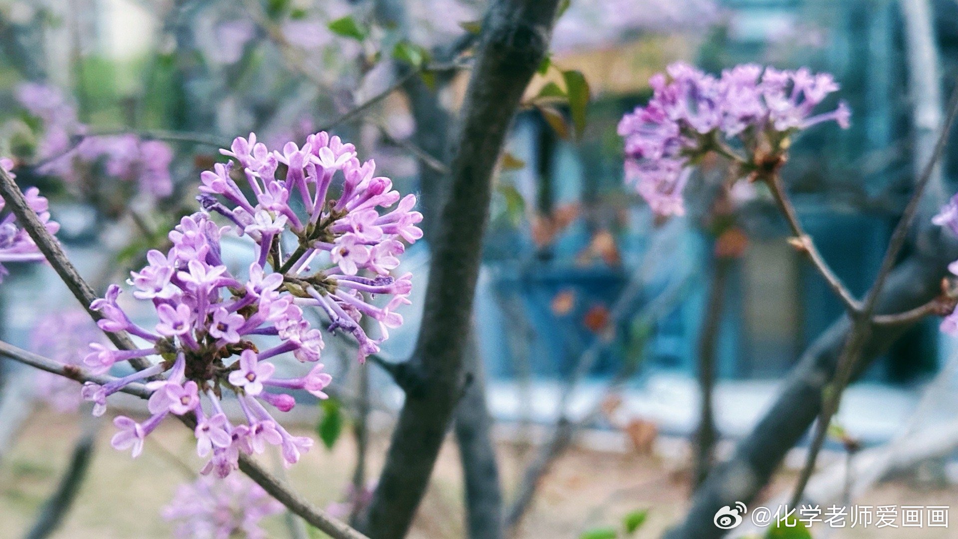 丁香五月好婷婷深深爱:09-15-22-25-38-46Q：09,丁香五月好婷婷深深爱，一场时间与空间的交织诗篇