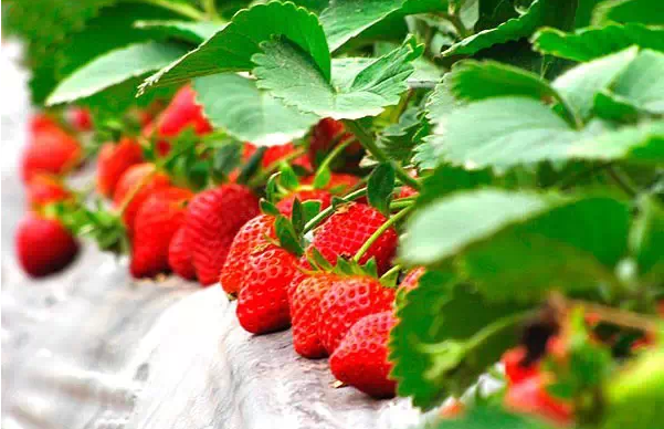 国产草莓视频无码免费视频:04-06-11-13-23-26Z:15,探索国产草莓视频的世界,无码免费视频的魅力与影响