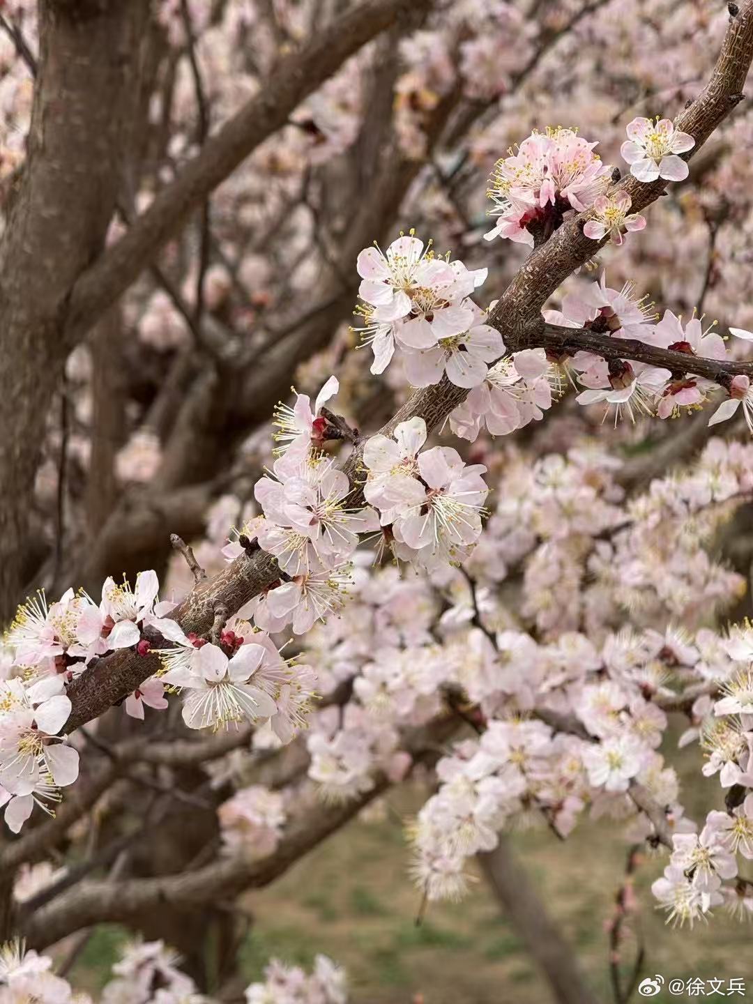 无码免费视频AAAAAAAA片红杏:10-21-28-36-40-46W:15,探索无码免费视频世界,红杏的盛开与数字背后的故事