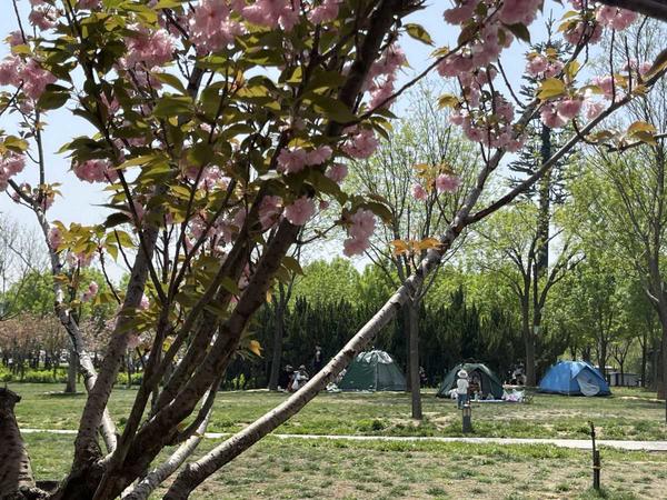 樱花草在线社区WWW日本在线观看:12-16-17-34-44-45S：34,樱花草在线社区与日本的数字密码，探索在线文化的魅力
