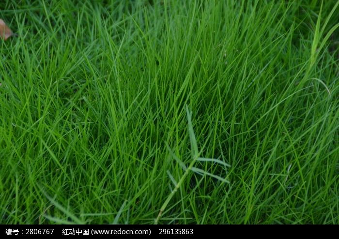 青草青99久久99九九99九九九:09-20-23-45-47-48M:08,青草青99久久,岁月如歌映九九