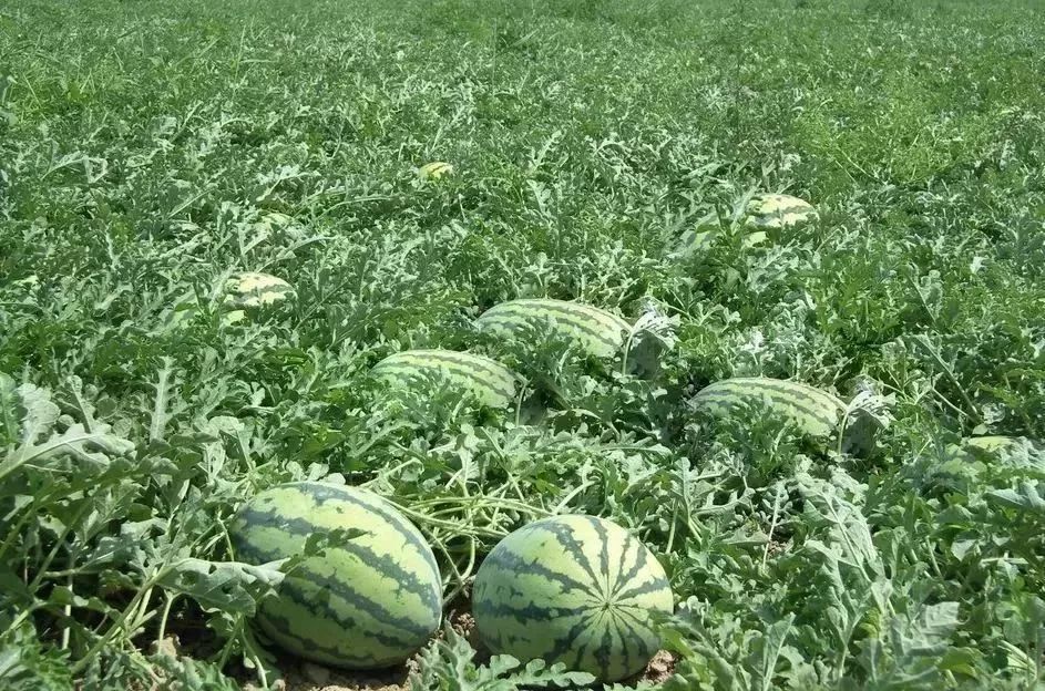 国产99久久亚洲综合精品西瓜TV:10-16-27-32-41-46T：30,国产精品影视资源探索之旅，从亚洲综合精品到西瓜TV的多元呈现（关键词，国产、久久亚洲综合精品、西瓜TV）