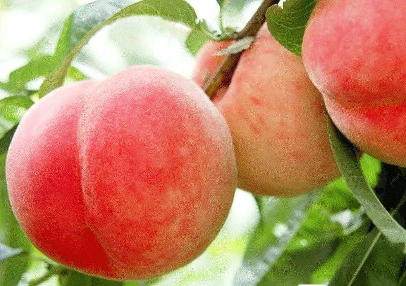 水蜜桃国产精品欧美日韩一区不卡:01-13-25-34-37-48T：25,全球水果之星，水蜜桃的魅力与多元文化交融