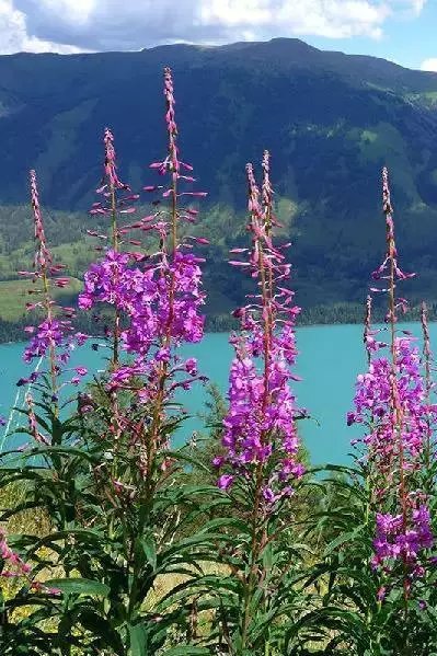 野花AⅤ亚洲高清完整版在线观看:14-17-28-31-34-44T:03,亚洲野花AⅤ高清完整版在线观看,探索自然之美与文化魅力