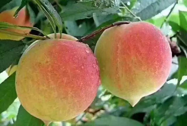 国产精品久久一区二区三区蜜桃:02-04-07-20-44-47S：02,国产影视精品，一区、二区、三区蜜桃的魅力探索